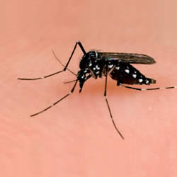 Control de plagas de mosquitos tigre