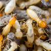 Fumigar nidos de termitas, plaga de termitas, tratamiento contra termitas...