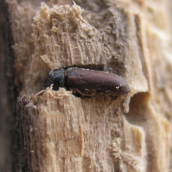 Eliminar termitas. Tratamiento anticarcoma