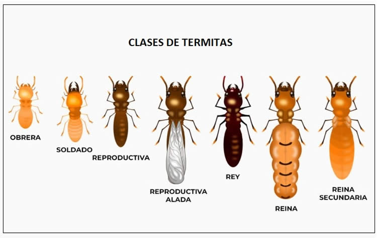 Castas de las termitas