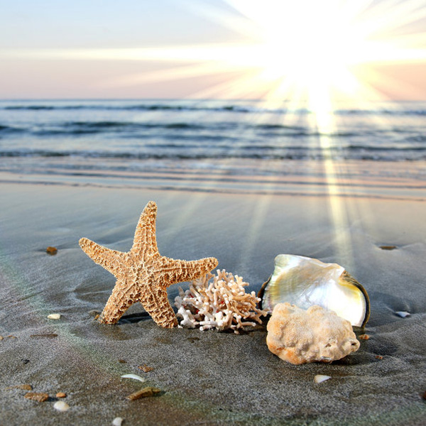 Contaminación y desinfestación de playas