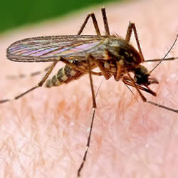 Control de plagas de mosquitos