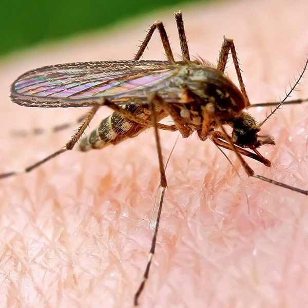 Acabar con plaga de mosquitos