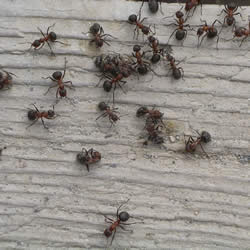 Di adiós a las hormigas