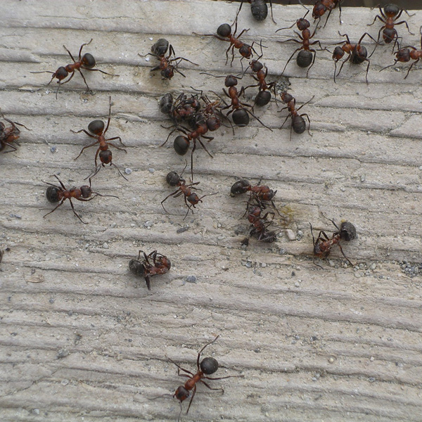 Control de plaga de hormigas