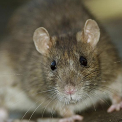 Control de ratas biológico