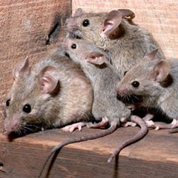 Desratización y desinfestación de ratas y ratones