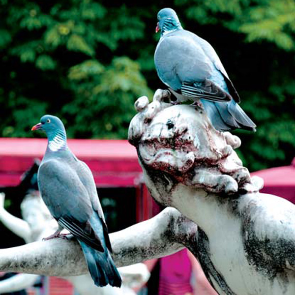 Expulsión de Palomas