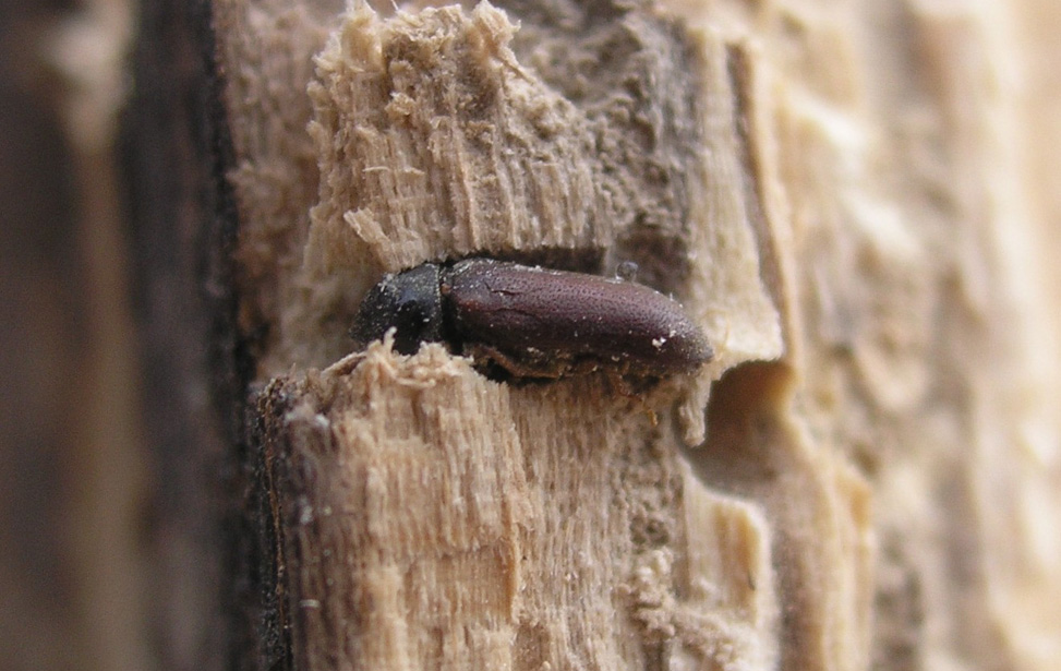 Desinfestación de gusanos y control de termitas