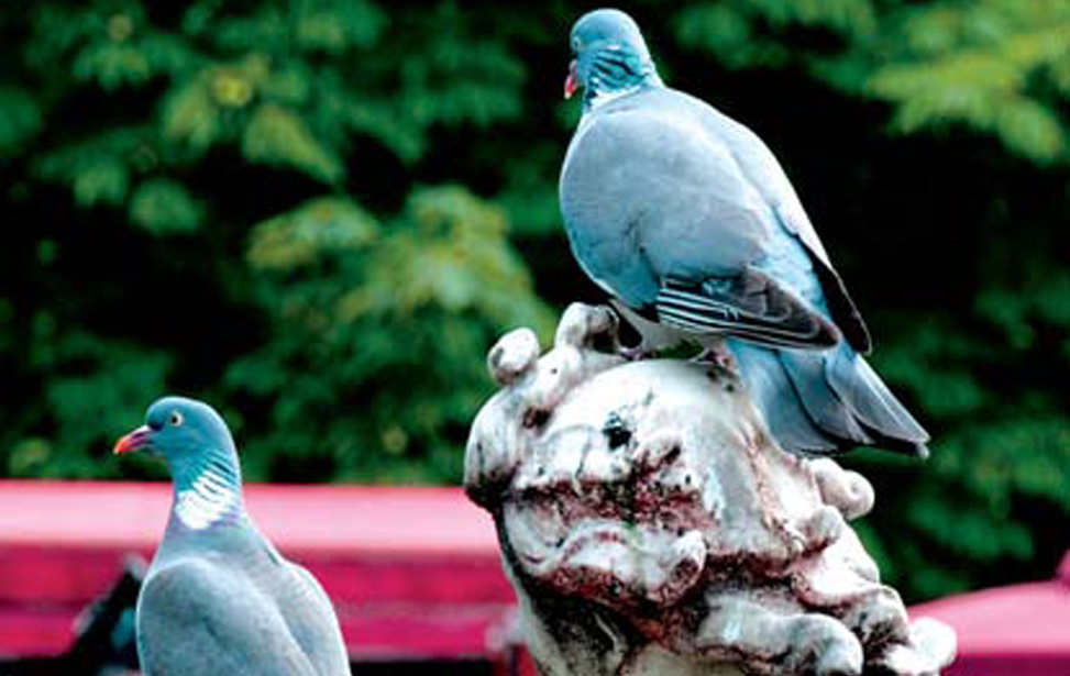 Control de población de palomas
