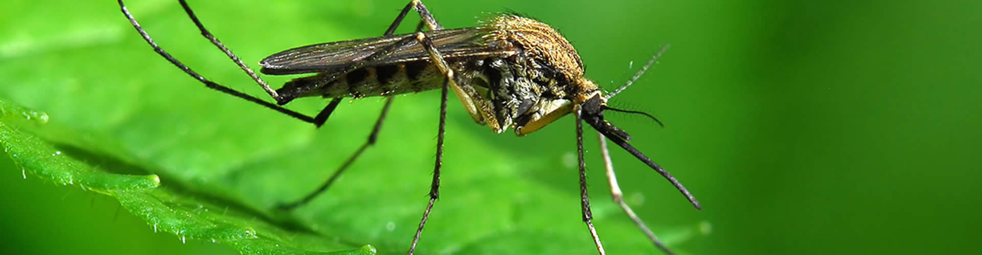 Biblion, control de plagas de mosquitos en toda España