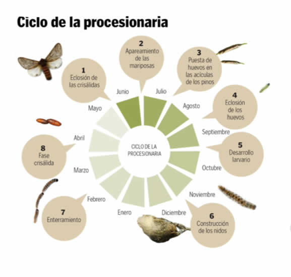 Descripción del ciclo de vida de la procesionaria del pino