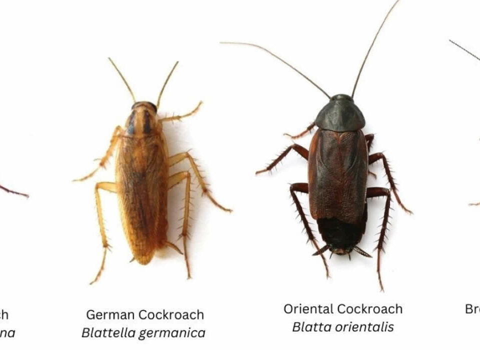 Cucarachas: cómo evitarlas antes de que se conviertan en un problema