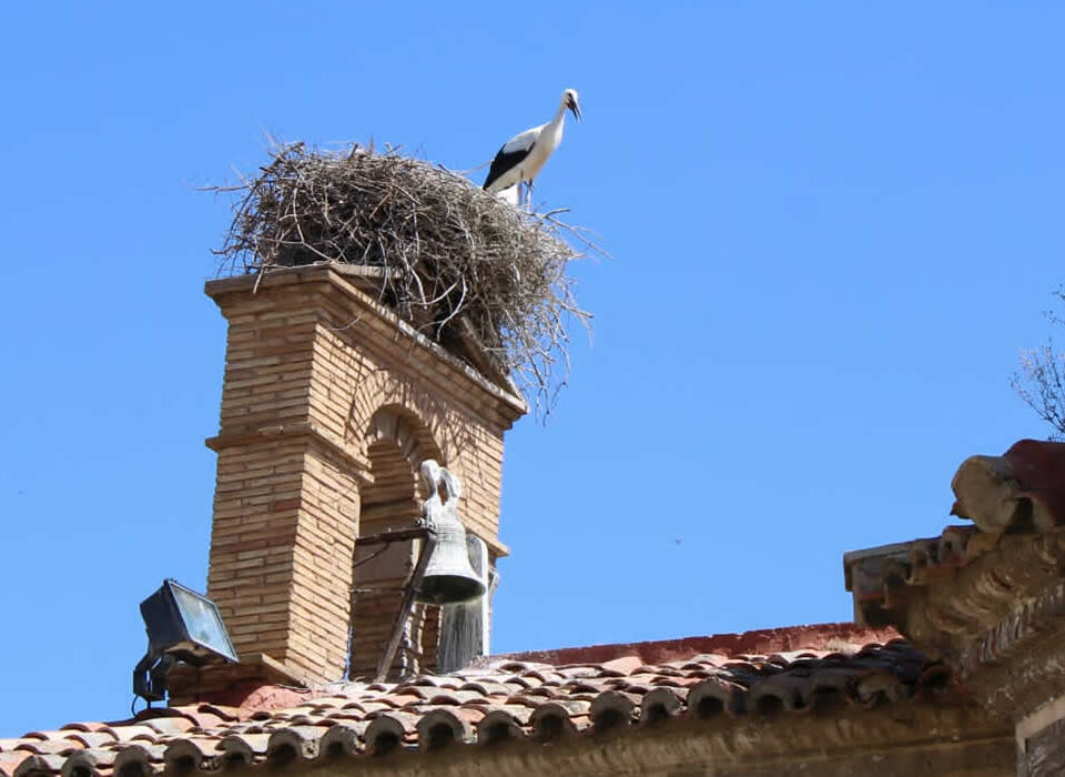 Control de fauna